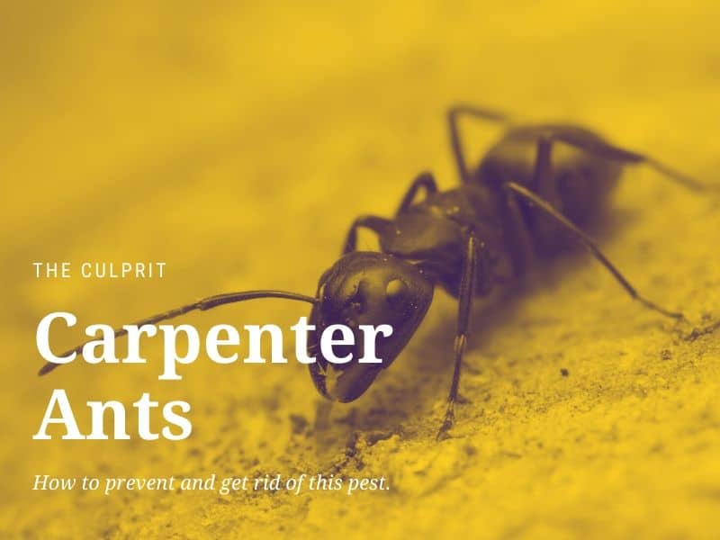How To Get Rid Of Carpenter Ants Pest Defense Guide,Types Of Fabric Material
