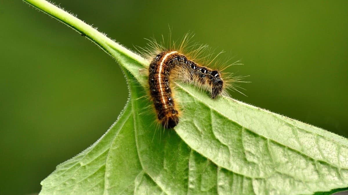 what insect eats caterpillars