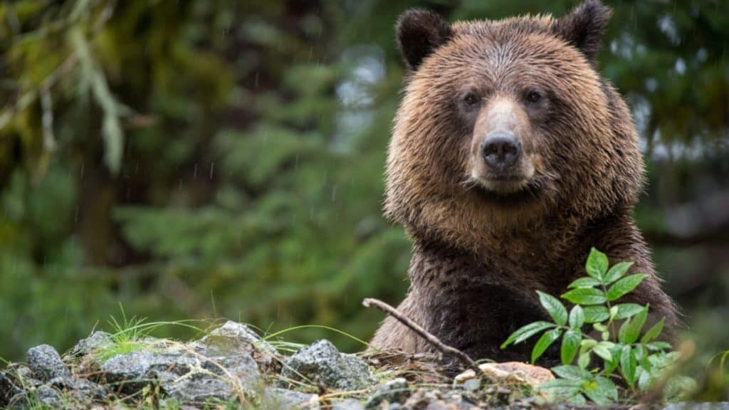 How to Keep Bears Out of Your Campsite - Pest Defense Guide