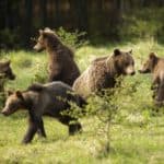Family of brown bears with adult mother and four cubs playing on meadow