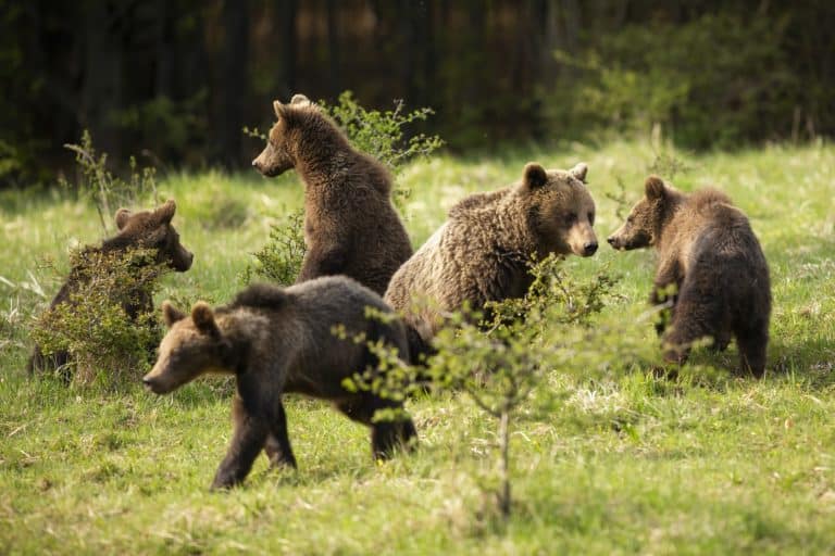 Family of brown bears with adult mother and four cubs playing on meadow