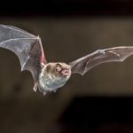 Flying Daubentons bat