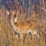 Swamp Deer, Royal Bardia National Park, Nepal
