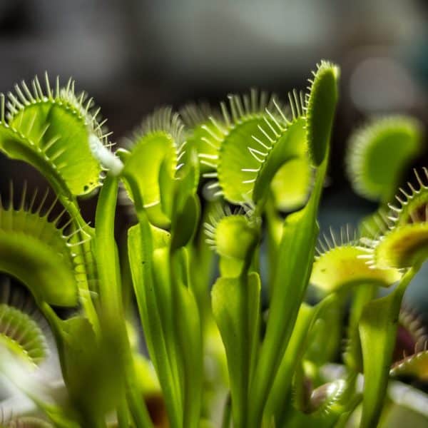 A close-up of a bunch of Venus Fly Trap heads