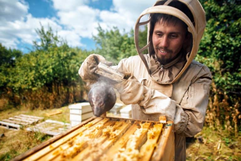 Beekeeper fumigates the beehive. Harvest honey in the apiary.