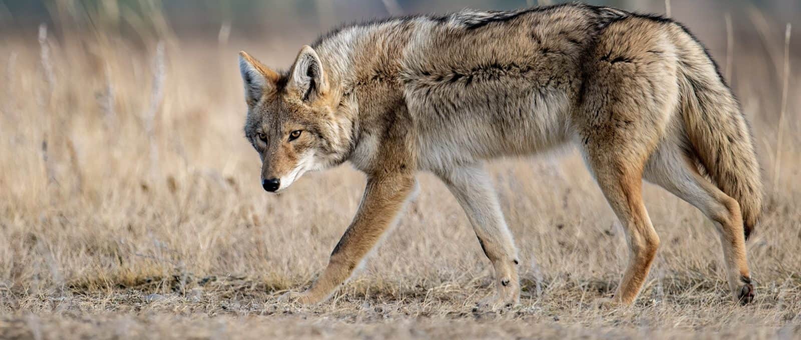 Coyote in Canada