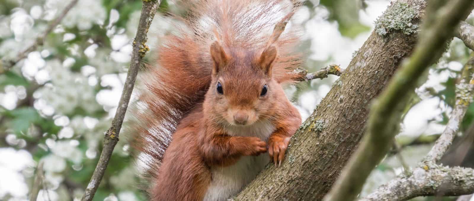 Cute portrait of a European Red Squirrel sitting on a branch and looking directly at the camera
