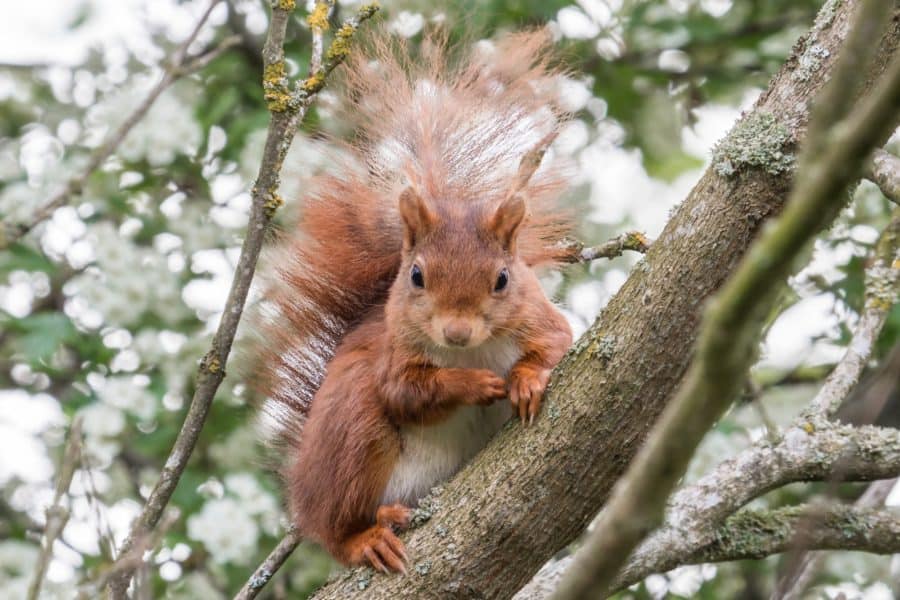 Cute portrait of a European Red Squirrel sitting on a branch and looking directly at the camera