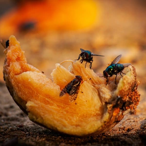 Fruit Flies are eating rotten fruit on the ground.