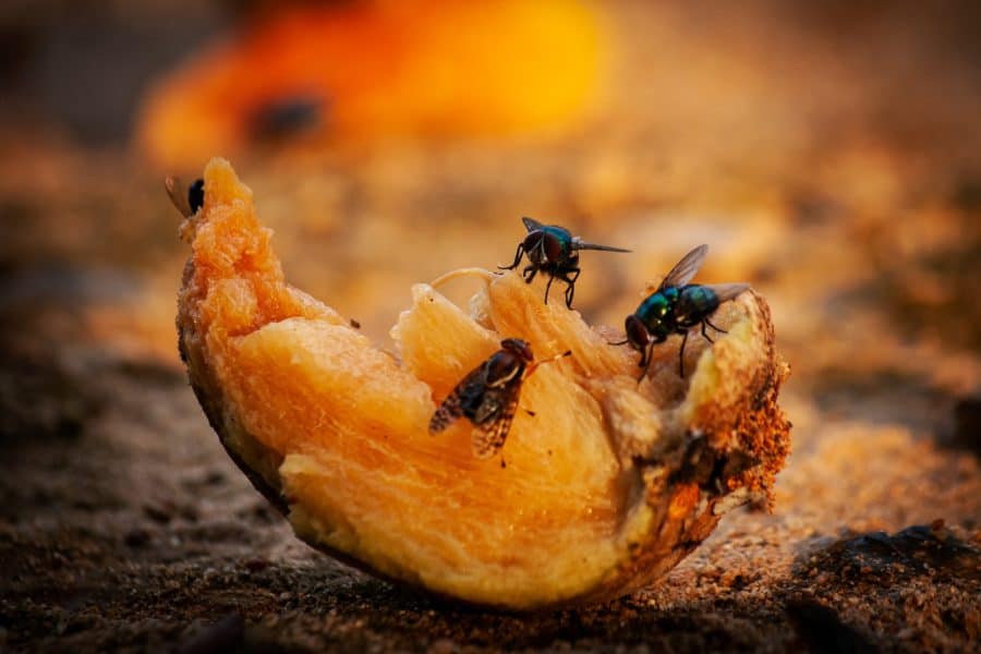 Fruit Flies are eating rotten fruit on the ground.