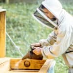 Smoking honey bees on the apiary