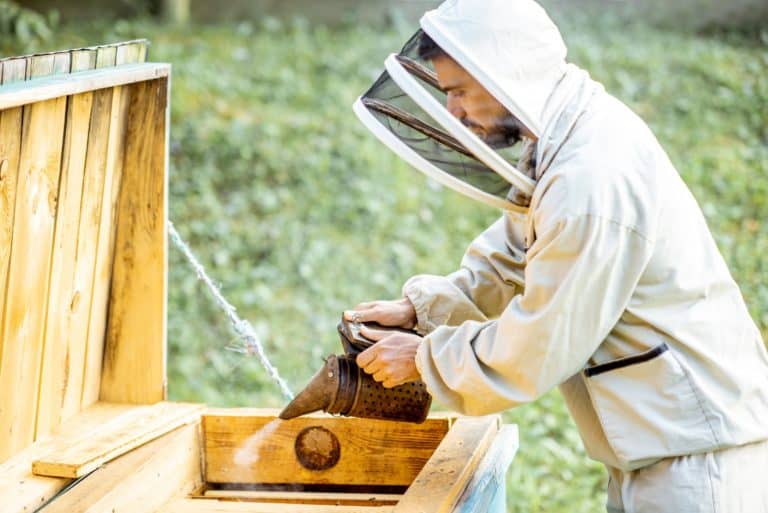 Smoking honey bees on the apiary