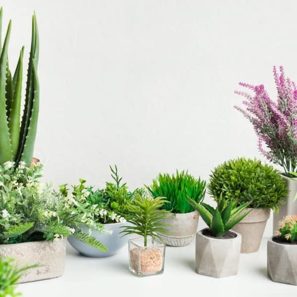 Various house plants in different pots against white wall