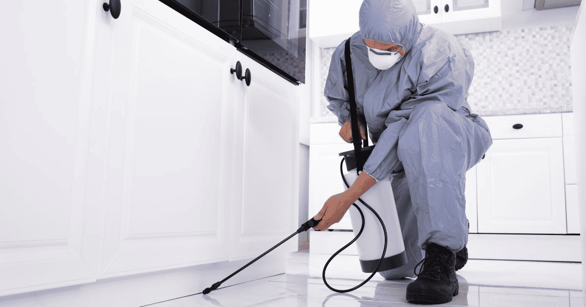 A person using pest control methods to get rid of pests in their home