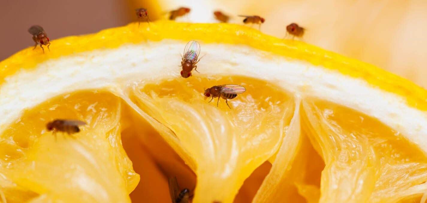 What-fruit-flies-look-like